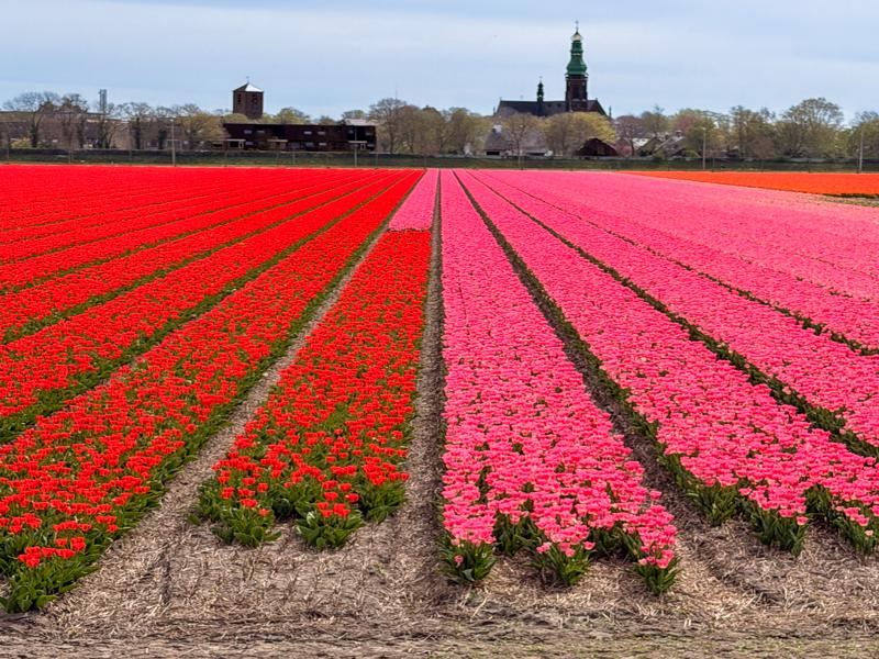Flower fields around Lisse